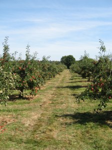 Avenue of Apple Trees in an Orchard