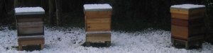 Hives in Winter